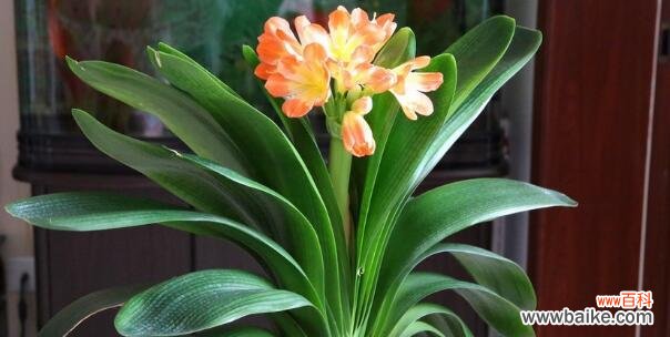 君子兰开花的寓意与象征意义 君子兰花开,吉祥如意