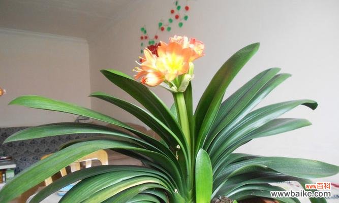 深入了解君子兰的花语与寓意 君子兰——高尚与纯洁的象征