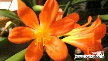 深入了解君子兰的花语与寓意 君子兰——高尚与纯洁的象征