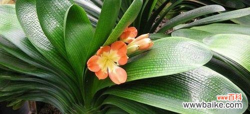 品行高尚的君子兰传递深远的寓意 君子兰的花语与象征