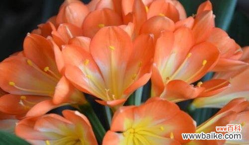 品行高尚的君子兰传递深远的寓意 君子兰的花语与象征