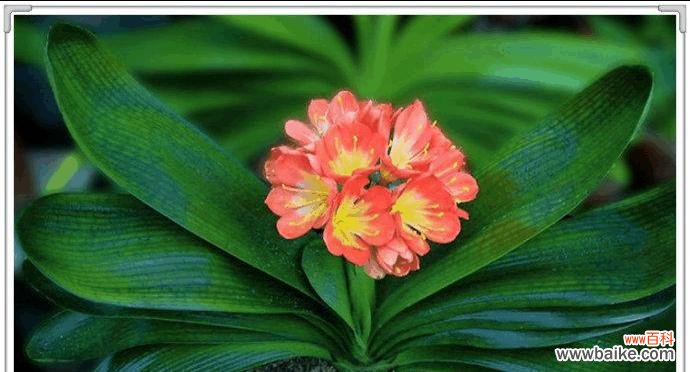 君子兰的象征意义及文化内涵 以君子兰寓意代表什么