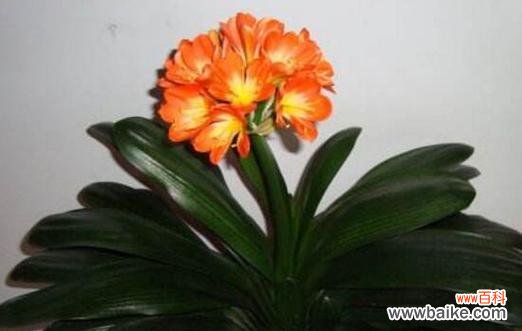 君子兰的象征意义及文化内涵 以君子兰寓意代表什么