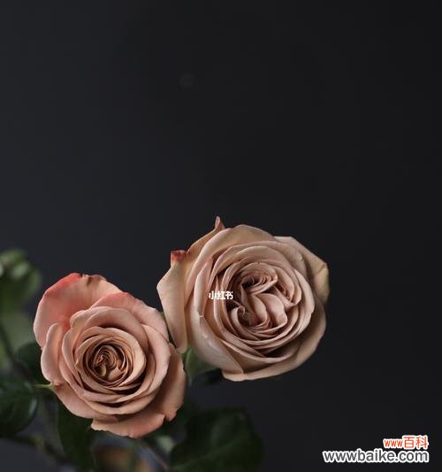 温暖激励的醇香之语 卡布奇诺玫瑰花语与寓意