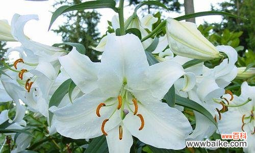 揭开卡萨布兰卡花语的神秘面纱 卡萨布兰卡