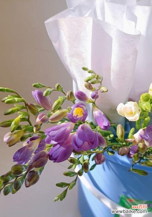 揭开卡萨布兰卡花语的神秘面纱 卡萨布兰卡