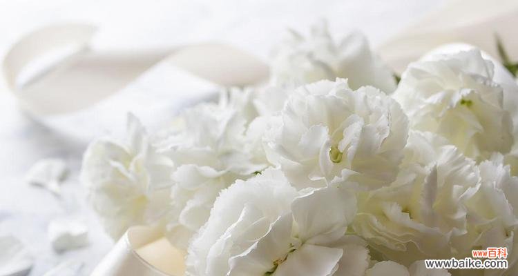 探秘康乃馨白色花语的深刻内涵 康乃馨白色花语