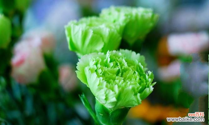 探秘康乃馨白色花语的深刻内涵 康乃馨白色花语