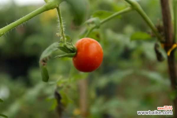番茄的病虫害防治