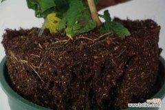 番茄的病虫害防治