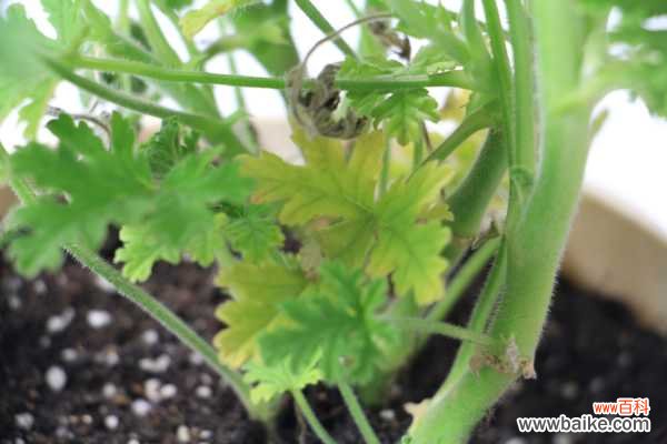 驱蚊草的病虫害防治