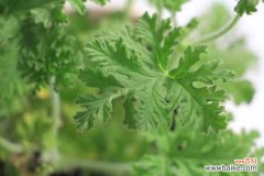 驱蚊草的病虫害防治