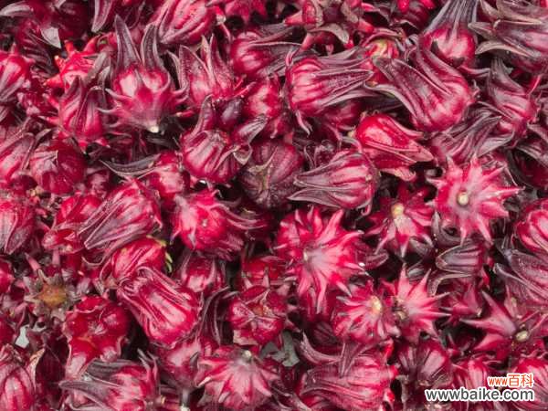 洛神花的病虫害及其防治