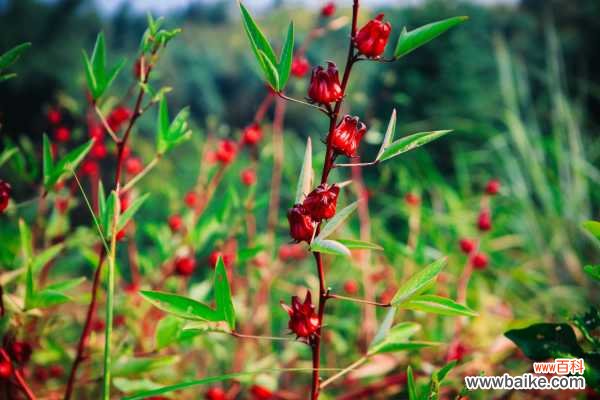 洛神花的病虫害及其防治
