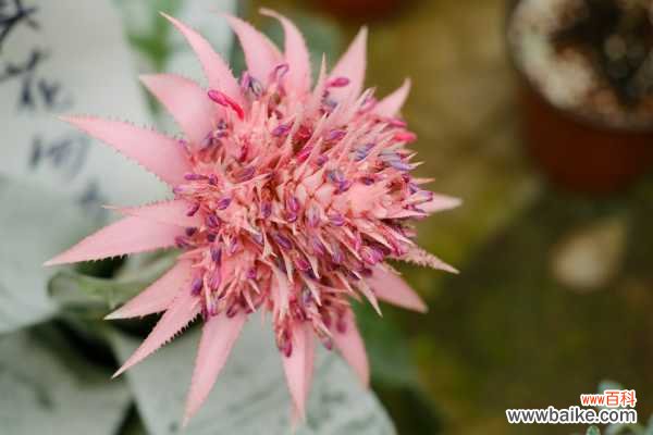 美叶光萼荷的病虫害防治