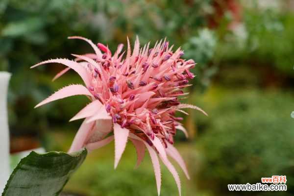 美叶光萼荷的病虫害防治