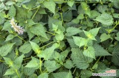 藿香的虫害及其防治