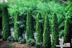 杜松的病虫害及其防治