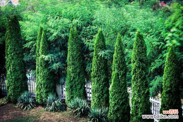 杜松的病虫害及其防治