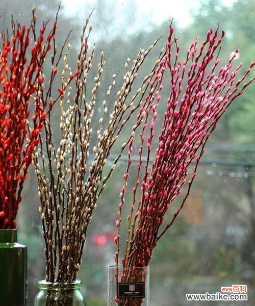 雪柳的花语是什么?如何用雪柳表达情感?