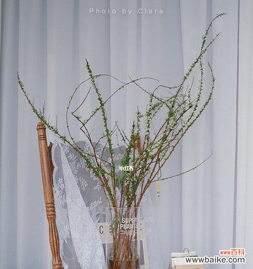 雪柳的花语是什么?如何用雪柳表达情感?