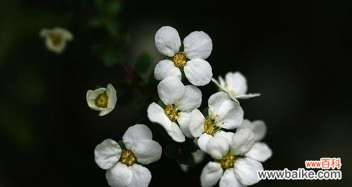 雪柳的花语是什么?如何用雪柳表达情感?