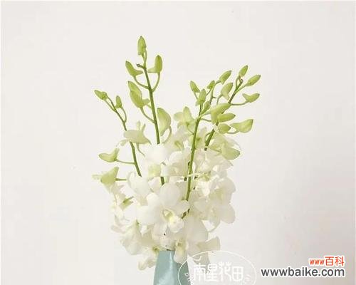 洋兰的花语是什么?了解洋兰的象征意义和文化背景?