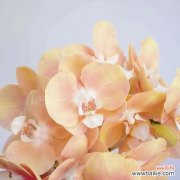 洋兰的花语是什么？了解洋兰的象征意义和文化背景？