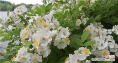 野蔷薇的花语是什么？如何用它表达爱意？