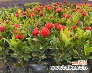 小叶龙船花的寓意是什么？花语有哪些含义？