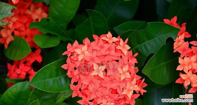 小叶龙船花的寓意是什么？花语有哪些含义？