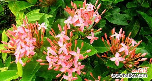 小叶龙船花的寓意是什么？花语有哪些含义？