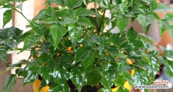 幸福树的花语是什么?如何养护幸福树以保持其健康生长?