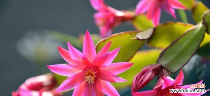 蟹爪兰的花语是什么?如何养护才能开出更美的花朵?