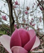 辛夷花的花语是什么？了解辛夷花的象征意义和用途？