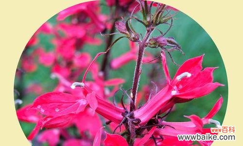 一串红的花语是什么?一串红寓意有哪些常见问题?