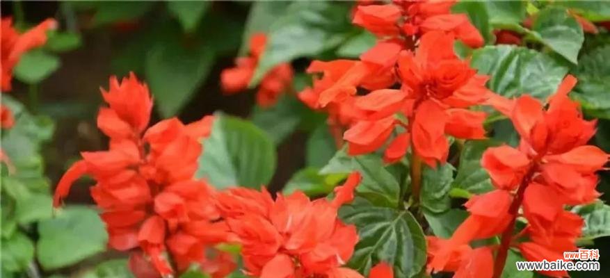 一串红的花语是什么?一串红寓意有哪些常见问题?