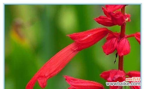 一串红的花语是什么？如何正确解读一串红的含义？