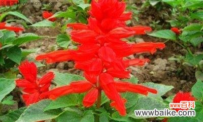 一串红的花语是什么？如何正确解读一串红的含义？