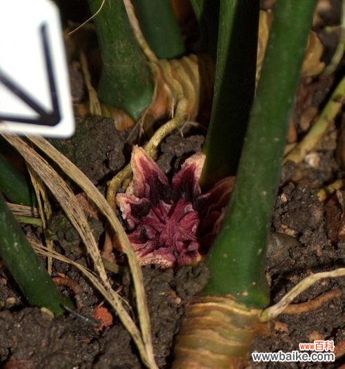 一叶兰象征着什么？一叶兰的寓意有哪些常见问题解答？