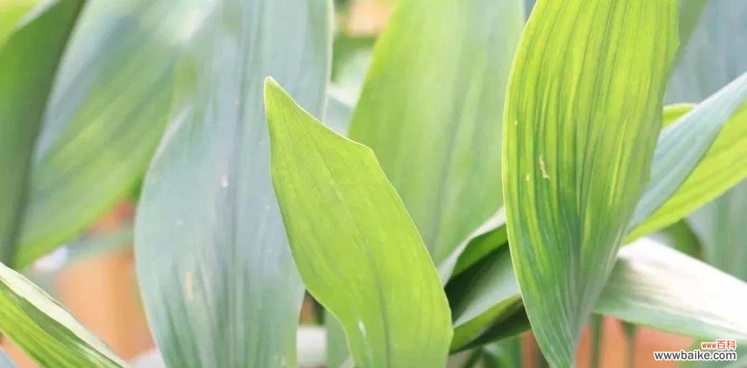 一叶兰象征着什么？一叶兰的寓意有哪些常见问题解答？