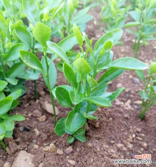 移植苗是什么意思？如何正确理解移植苗的概念？