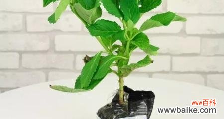 移植苗是什么意思？如何正确理解移植苗的概念？