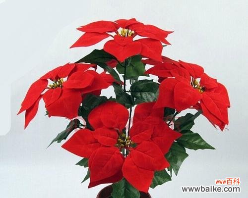 一品红的花语是什么?一品红有哪些美丽传说?