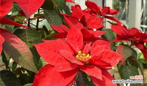 一品红的花语是什么?一品红有哪些美丽传说?