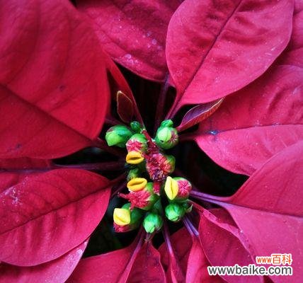 一品红的花语是什么?一品红有哪些美丽传说?