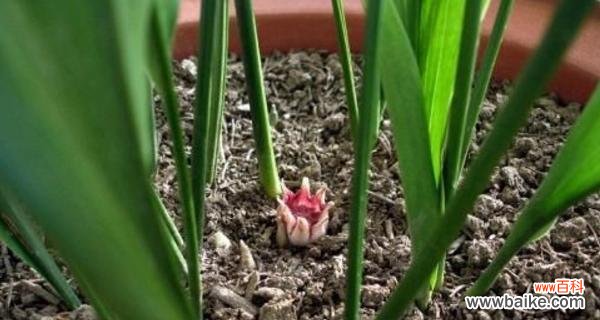 一叶兰的花语是什么?养护一叶兰有哪些注意事项?