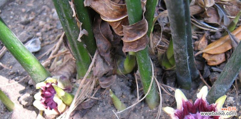 一叶兰的花语是什么?养护一叶兰有哪些注意事项?