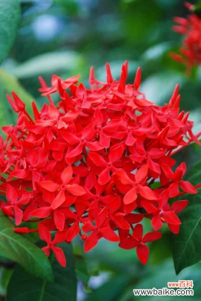 仙丹花有毒吗,可以放在室内养吗