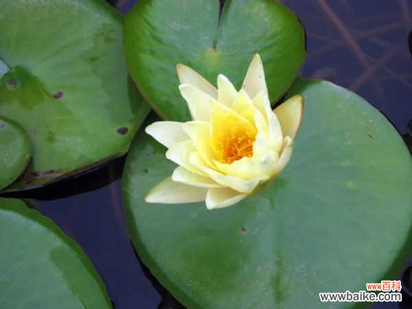 睡莲可以放室内吗
